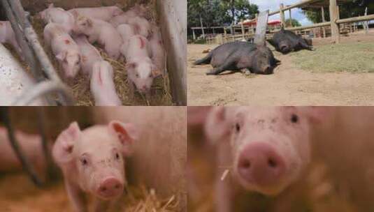 【合集】现代养猪厂里的猪高清在线视频素材下载