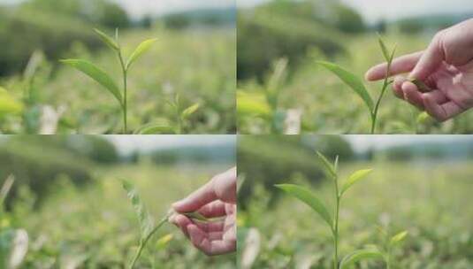 茶园里绿色的茶叶采摘高清在线视频素材下载