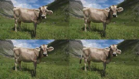 法国萨瓦阿尔卑斯山的牛高清在线视频素材下载