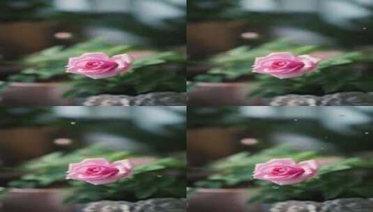 粉玫瑰水珠高清在线视频素材下载