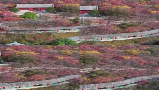 莲华山深秋，色彩斑斓，层林尽染高清在线视频素材下载