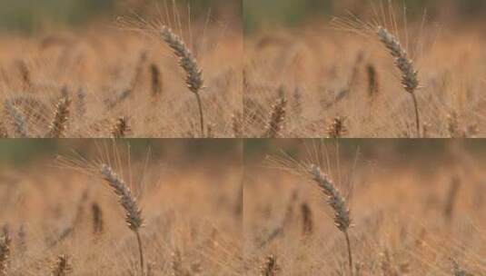 秋天农村小麦田野麦穗粮食成熟高清在线视频素材下载