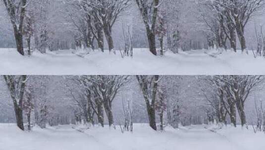 下雪天的道路和树木高清在线视频素材下载