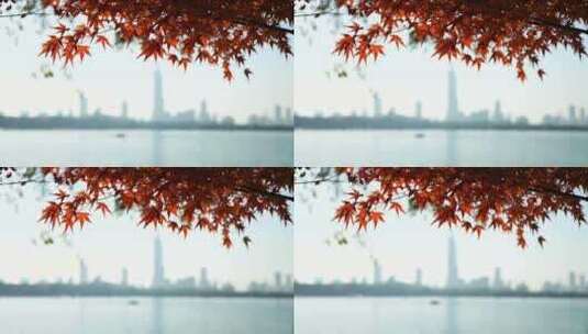秋天南京玄武湖公园的红枫和城市天际线风光高清在线视频素材下载
