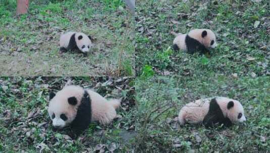 熊猫宝宝草地爬行视频合集高清在线视频素材下载