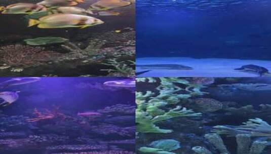 水族箱里的各种海鱼高清在线视频素材下载