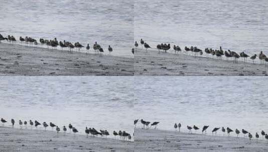 深圳湾公园滩涂的黑尾塍鹬高清在线视频素材下载