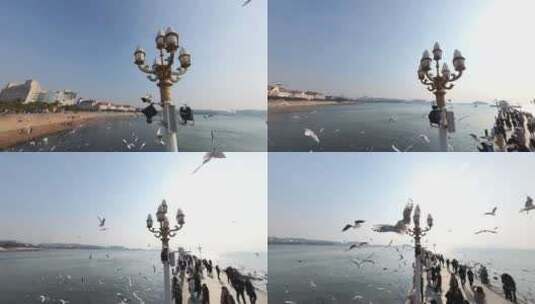 环绕拍摄青岛栈桥路灯与海鸥成群飞舞高清在线视频素材下载