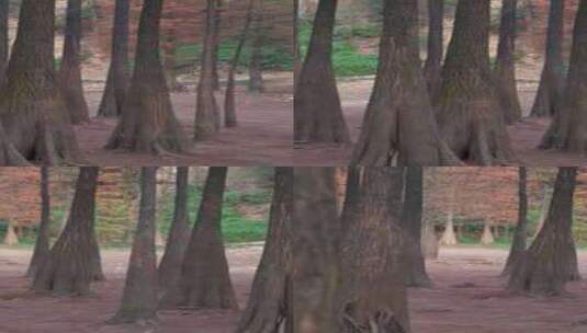 广州番禺大夫山森林公园落羽杉树林红叶高清在线视频素材下载
