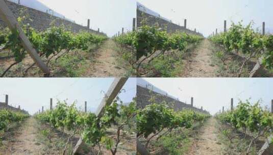 远处成排葡萄树种植高清在线视频素材下载