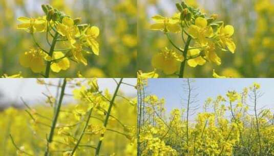 油菜花田高清在线视频素材下载