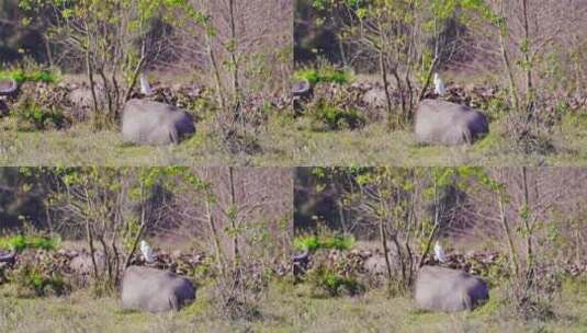 水牛与白鹭 动物之间和谐相处高清在线视频素材下载
