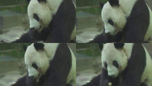 熊猫进食高清在线视频素材下载