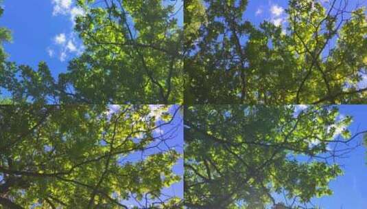夏日的气息阳光穿过树叶高清在线视频素材下载