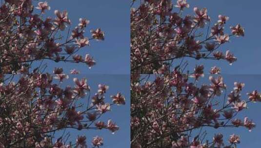 春天玉兰花树花朵花开高清在线视频素材下载