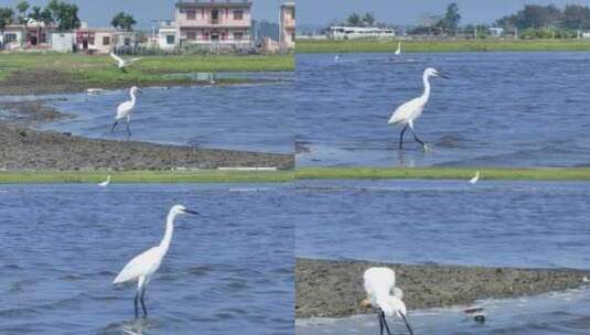 海南农村湿地乡村高清在线视频素材下载