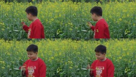 观赏油菜花的儿童高清在线视频素材下载