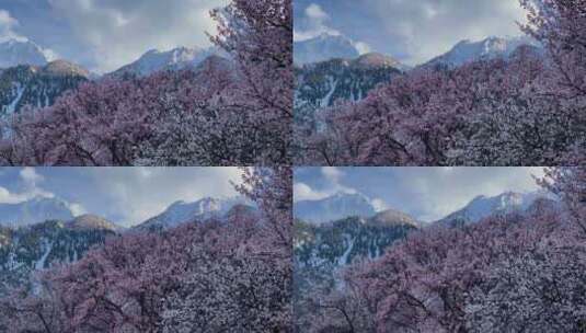 樱花树的Rakaposhi观点。个人资料高清在线视频素材下载