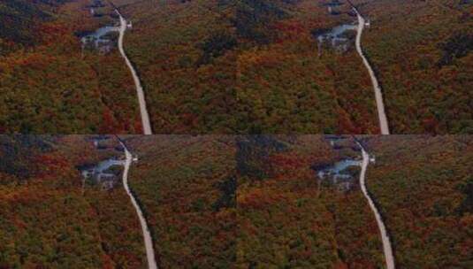 4k风景秋天五颜六色的森林高清在线视频素材下载