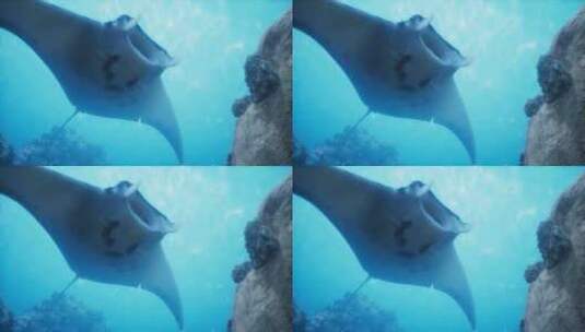 蝙蝠鱼在海底游着高清在线视频素材下载