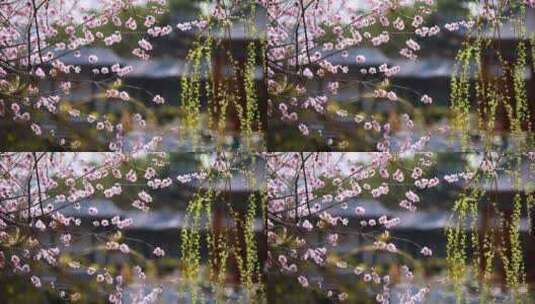 春桃朵朵开高清在线视频素材下载