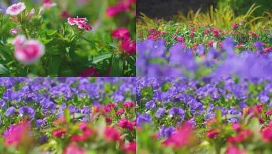 春天来了花朵盛开草木灌丛植被风景视频素材高清在线视频素材下载