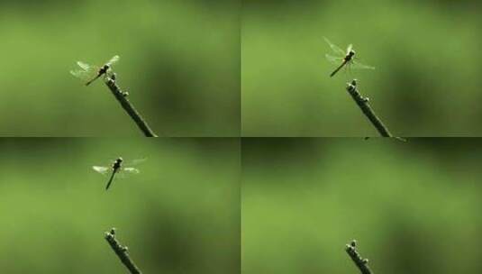 微距镜头蜻蜓从树枝上起飞高清在线视频素材下载