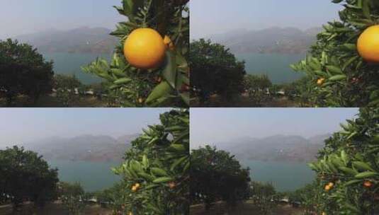 重庆奉节橙子园高清在线视频素材下载