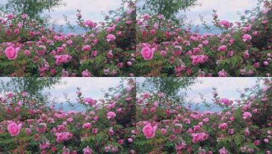 唯美玫瑰花丛 视频素材高清在线视频素材下载