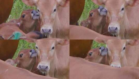 黄牛群里，小牛与母牛的亲昵瞬间高清在线视频素材下载