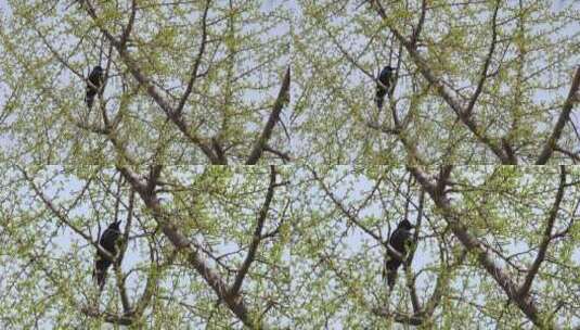 树上的乌鸦高清在线视频素材下载