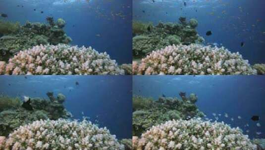 水下场景海洋生物高清在线视频素材下载