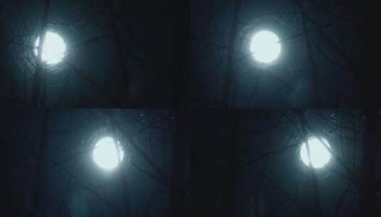 月光夜月枝灯森林树蓝高清在线视频素材下载