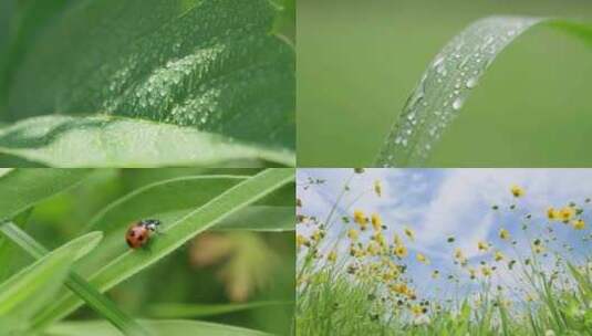 阳光雨露黄花小清新高清在线视频素材下载