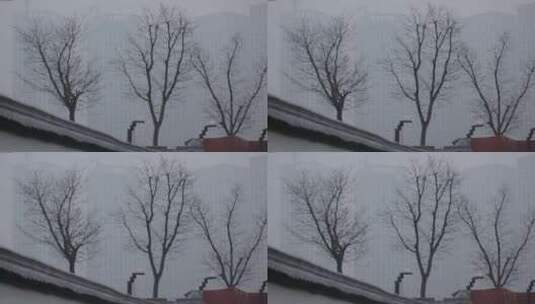 冬天的枯树与城市高清在线视频素材下载
