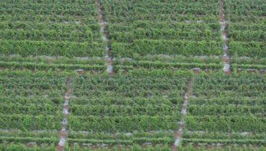 农田里果蔬种植篱笆航拍高清在线视频素材下载