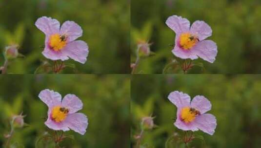 给花授粉的蜜蜂高清在线视频素材下载