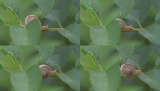 雨后，枝叶上的蜗牛在爬行高清在线视频素材下载