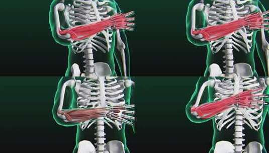 人体肌肉解剖图。人体手臂肌肉的医学解剖图高清在线视频素材下载
