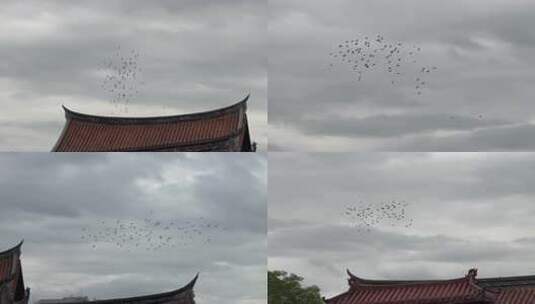 阴天鸽子天空飞鸟古建筑屋顶一群鸟儿飞过高清在线视频素材下载