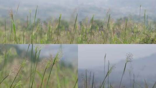 野草杂草荒草荒野高清在线视频素材下载