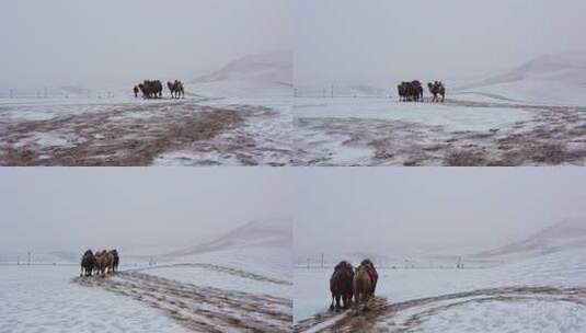 敦煌鸣沙山月牙泉冬天雪景航拍高清在线视频素材下载