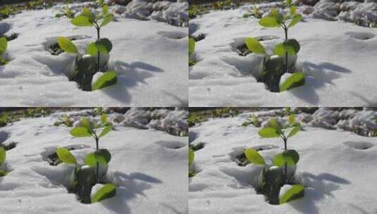 逆光大雪中的植物高清在线视频素材下载