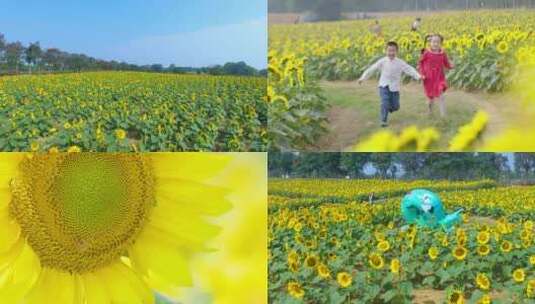 向日葵 孩子笑脸 太阳花 花朵高清在线视频素材下载