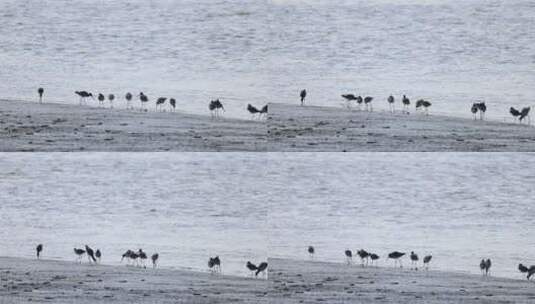 深圳湾公园滩涂的黑尾塍鹬高清在线视频素材下载