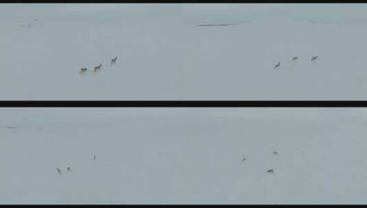 雪原上的黄羊蒙原羚高清在线视频素材下载