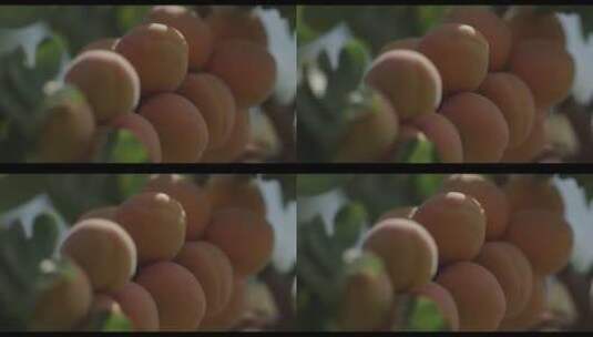 杏树 杏 水果 种植 阳光 蓝天白云高清在线视频素材下载