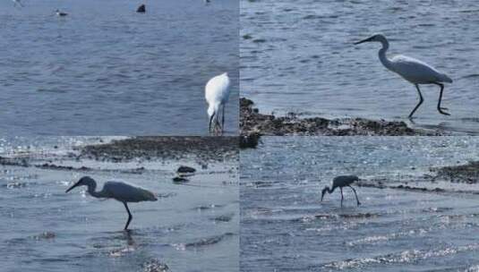 海南农村湿地乡村高清在线视频素材下载