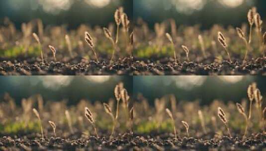 小草植物特写草地植被绿色花草顽强生命力高清在线视频素材下载