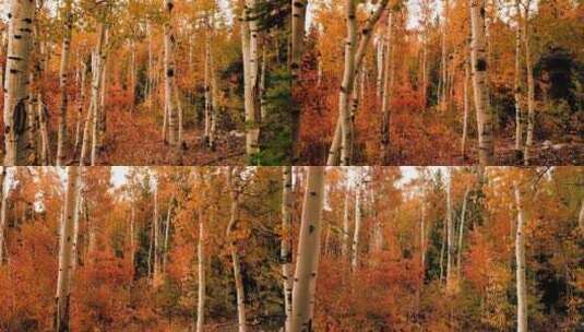 秋天森林秋色正浓治愈航拍高清在线视频素材下载